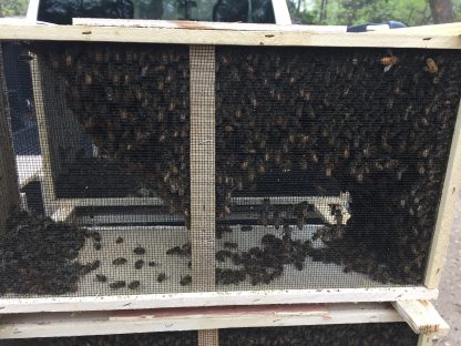 PkgBees-Wichita-Salina-Junction City-Topeka-St.Joe-KCMO-DeSoto